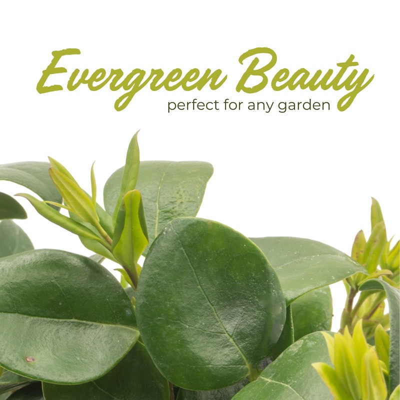 3 Waxleaf Privet, Live Plants (Ligustrum Japonicum 'Texanum') – Vibrant