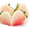 300+ White Alpine Strawberry Seeds: Heirloom, Sweet & Unique Wild