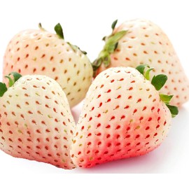300+ White Alpine Strawberry Seeds: Heirloom, Sweet & Unique Wild Berries