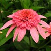 YOKEBOM Raspberry Echinacea Plant Live Double Pink Coneflower Starter Plant