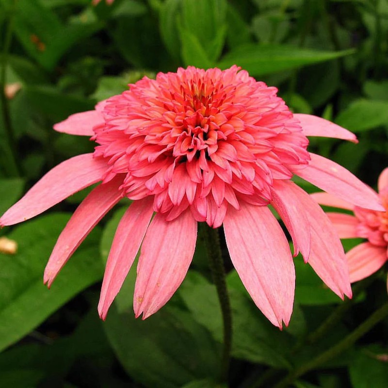 YOKEBOM Raspberry Echinacea Plant Live Double Pink Coneflower Starter Plant