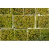 The Jonsteen Company Dawn Redwood | Small Tree Seedling |