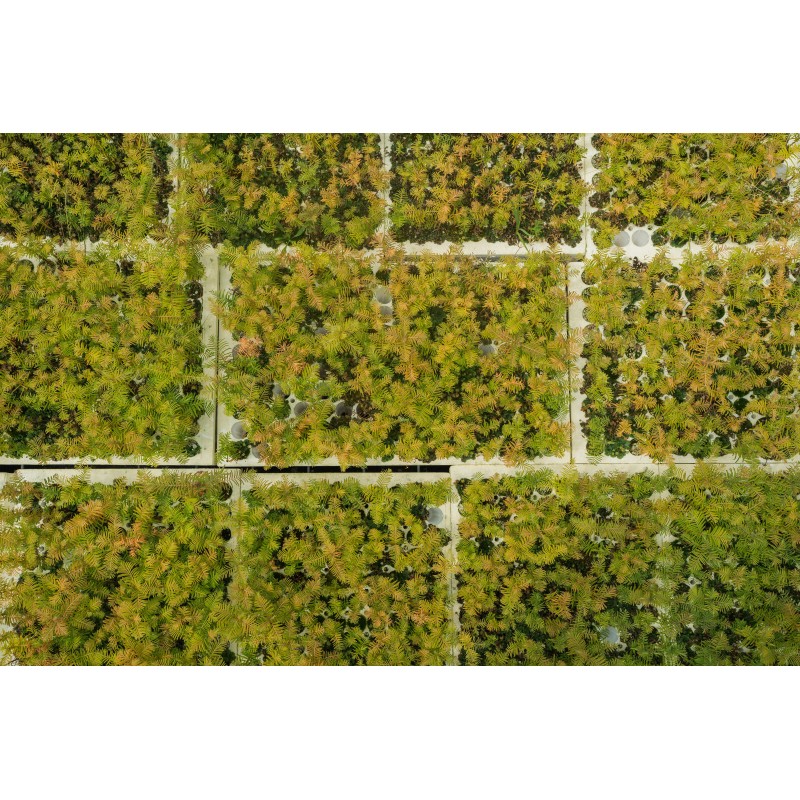The Jonsteen Company Dawn Redwood | Small Tree Seedling |
