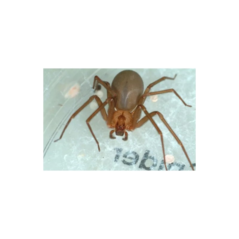Bell Labs 12 Brown Recluse Spider Traps House Spider Traps
