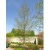 The Jonsteen Company Pond Cypress | Medium Tree Seedling |