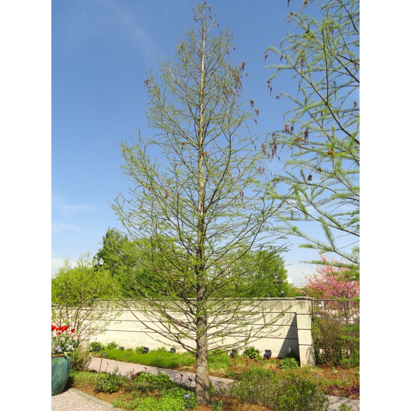 The Jonsteen Company Pond Cypress | Medium Tree Seedling |