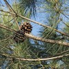 Palm Beach Medicinal Herbs - Pine Nut Tree (Pinus pinea)