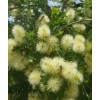 Tree FRESH TEXAS EBONY TREE SEEDS - 20 SEEDS (026)