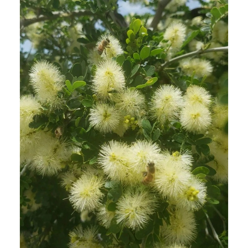 Tree FRESH TEXAS EBONY TREE SEEDS - 20 SEEDS (026)