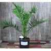 SeedsUP - 4+ Seeds Phoenix Palm Canary Island Date Palm