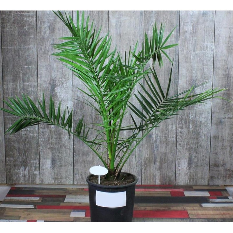 SeedsUP - 4+ Seeds Phoenix Palm Canary Island Date Palm