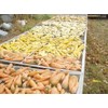 Heirloom Carrot Seed Assortment- 7 Varieties- Over 2,000 Seeds