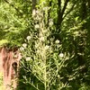 Palm Beach Medicinal Herbs - Wild Lettuce (Lactuca virosa) -