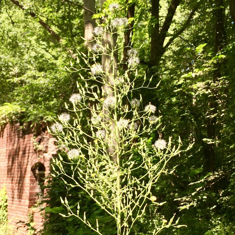 Palm Beach Medicinal Herbs - Wild Lettuce (Lactuca virosa) -