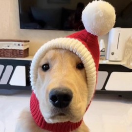 New Year Red Balaclava Hat for Small Dogs and Cats Dog lf1189 White Ball Cap S [Adult Cat, Teddy Bear] 3ea