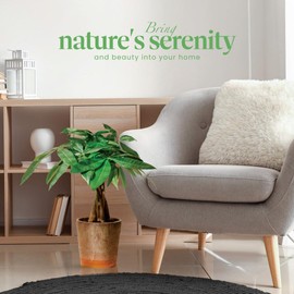 American Plant Exchange Live Money Tree Plant, Good Luck Tree Plant, Plant Pot for Home and Garden Decor, 10" Pot