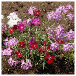 Everwilde Farms - 1 Oz Fringed Pinks Wildflower Seeds - Gold Vault