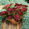 Outsidepride Coleus Kong Red - 20 Seeds