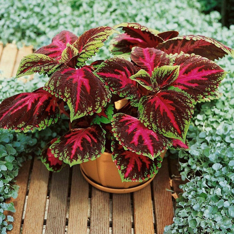 Outsidepride Coleus Kong Red - 20 Seeds