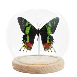 Sunset Moth Butterfly Framed Decoration - Handmade Glass Shadow Box Insect Frame for Butterfly Collectors - Tabletop, Wall Art,Live Room,Home Decor(Glass Ball)