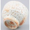 Mino Ware Masayama Kiln 113-0028 Ceramic Chew, Large Shino Ware,