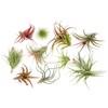 Premium Florida-Grown Collection of Tillandsia Air Plants - Wholesale and