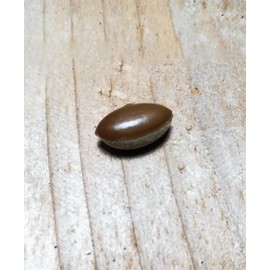 Miracle Fruit, Synsepalum dulcificum, Seedlings & Seeds