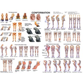Equine Conformation Chart Horse