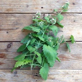 Gaea's Blessing Seeds - Catnip Seeds - Non-GMO Heirloom Seeds Nepata Cataria Open-Pollinated - with Easy to Follow Instructions - 90% Germination Rate Net Wt. 1.1g (Pack of 2)