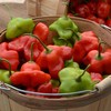 Hot Pepper Seeds - Mad Hatter - Packet - Vegetable