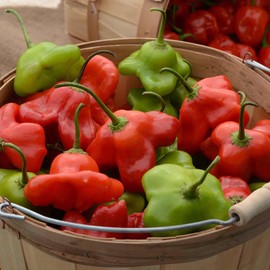 Hot Pepper Seeds - Mad Hatter - Packet - Vegetable Seeds, Hybrid Seed Easy to Grow & Maintain, Edible, Container Garden