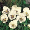 Pansy Seeds Pansy Whiskers White 25 Seeds Viola Seeds Cat