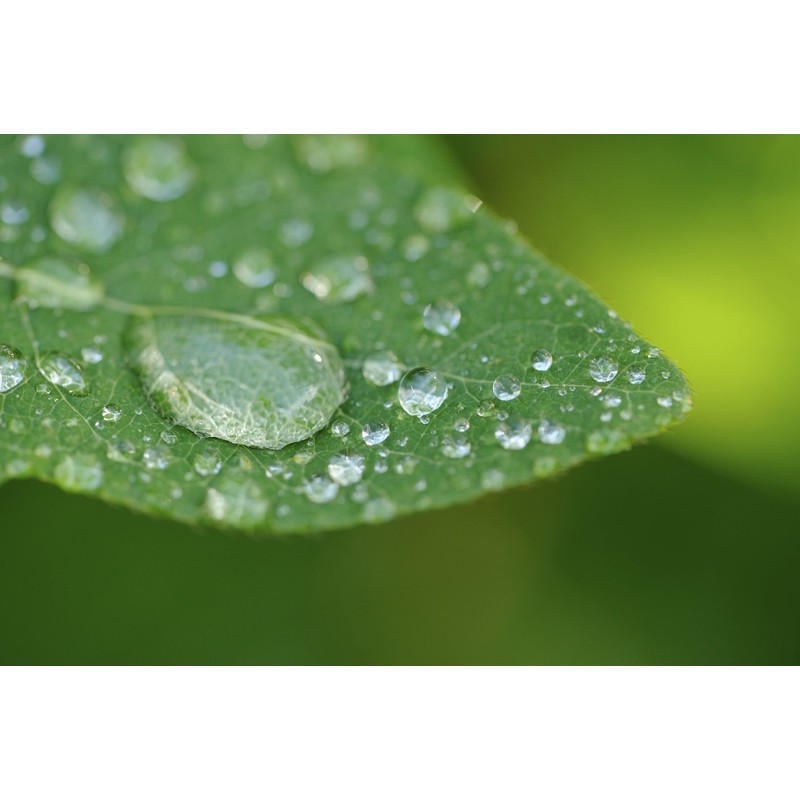 Canon EOS Rebel T7i 10x High Definition 2 Element Close-Up