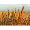 Food to Live Hard Red Wheat Berries, 1 Pound –