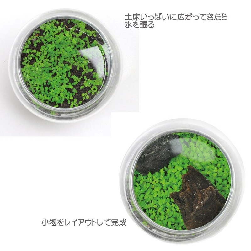 Seishin Ceramics Growing Aquatic Plants S Approx. 12.6x12x11.6cm GD-812