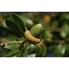20 Fresh Acorns - Canyon Live Oak Tree Seeds for