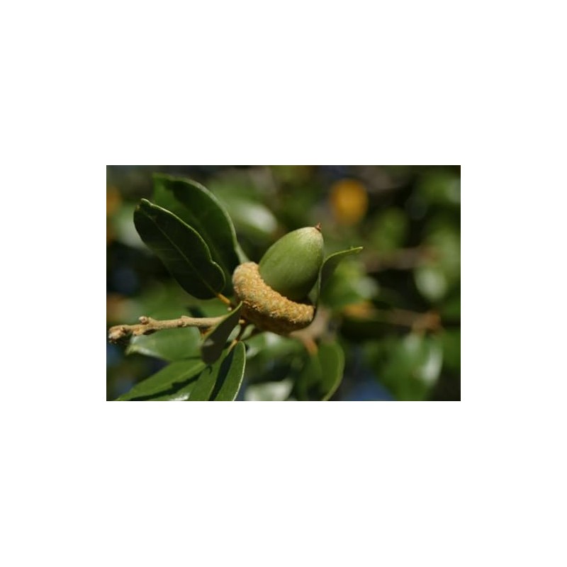 20 Fresh Acorns - Canyon Live Oak Tree Seeds for