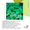 Shampoo Neem anticaida 350ml Tonico capilar ortiga 60ml