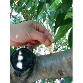 Miss.AJ Dried Food Tao Jiao Peach Resin Peach Gum Nourishing Yin Skin Health 桃膠 Free Worldwide Air Mail (250 grams (0.55LB))