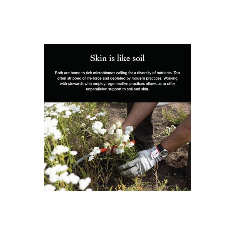 Wild Carrot Eye Balm by evanhealy