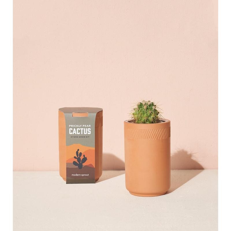 Modern Sprout Terracotta Grow Kits - Plant Type: Coastal Palm