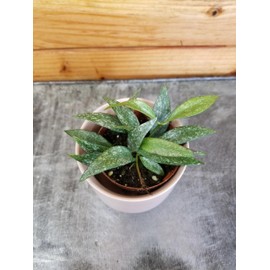 Hoya Parviflora Splash, 2" Plant