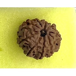 AwakenYourKundalini's Natural Rudraksha Beads (1,2,3,4,5,6,7,8,9,10,11,12,13,14 Faced) Original Rudraksha Beads Himalayan Origin Nepal Collections - Lab Certified - (9 Mukhi Faced)