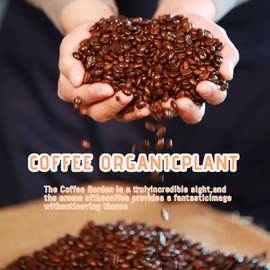 Kaffeeöl, Kaffeeöl Gegen Falten, Pure Coffee Essential Oil für Die Aromatherapie, Kaffeeöl Kosmetik für Haut & Haarpflege, Feuchtigkeitsspendendes, Verjüngendes und Straffendes öl, 30ml