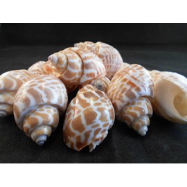 100 Select Small Babylonia Spirata Shells Seashells 1" - 1 1/2" Shellcraft Beach Crafts Nautical Decor Beach Wedding