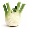 Fennel Seed - Florence - Fennel Root Seeds