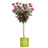 3 Gallon The Double Knock Out Tree® Rose Plant with