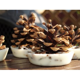 Kindlecone - Natural pine cone firelighters - Summer Garden - Box of 12