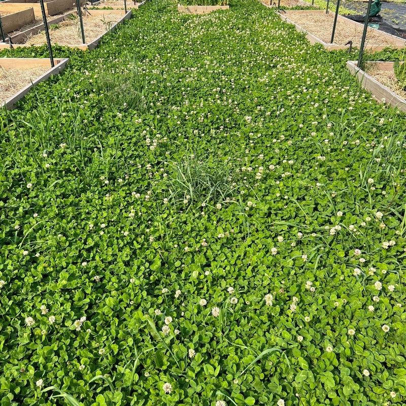 Micro Clover Seed for Lawn - 1 Lb - ~400,000