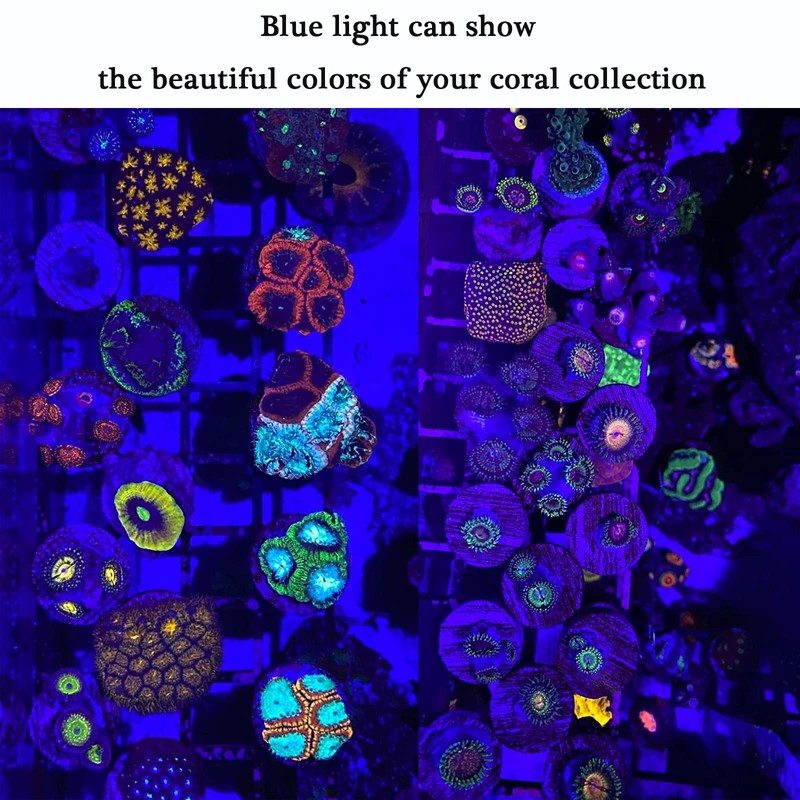 GaiGaiMall Blue Light Flashlight Single Mode Zoomable Waterproof Led Blue